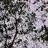 Doja Cat 4 Morant Dnb Remix