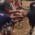 Cómo Ayudar Una Vaca A Parir How To Help A Cow Give Birth