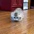 Mojo S Short Legged Cat You Were A Caterpillar In Your Last Life Weren T You Minute Bantam