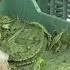 Money Talks Mexico S Prickly Pear Cactus Generates Renewable Energy
