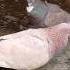 Merpati Kakak Adek Merpati Pecintamerpati Merpatikolong Dara Pigeon Burung