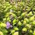 Rare Varieties Of Flowers Bloom After Seven Years On Kas Plateau Flowers Beautiful Traval