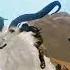 Hard Rock ArcheAge
