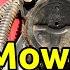 How To Replace A Lawn Mower Fuel Pump Briggs Stratton