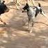 Rottweiler Vs 4 Desi Dog Fight