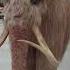 A Woolly Mammoth Goes For A Walk Behind The Scenes With Wētā Workshop