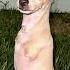 Chihuahua With Two Legs Is Unstoppable The Dodo
