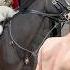 CRAZY MAN ASSAULTED THE KING S GUARD HORSE POLICE RUSHED TO INTERVENE