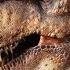 The Many Sounds Of The T Rex From Jurassic Park