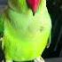 Kiwi Parrot Sound Parrot Kiwi Parrot Bird Talkingparrot