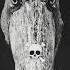 Scary Cute Birds Shoebill Owl Short Edit