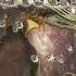 Dawgman Ent Blazin Feat Skull Duggery Black Kitty Big Baby Orlando Fl 2000