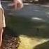 Oh Hello There Shrek