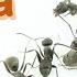 Ant Care Species Guide 26 Formica Cinerea