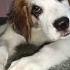 Play This Sound Ammu The Saint Bernard