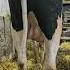 Renegade Son From Supersire Dot