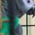 Best Talking Parrot In The World Clover Knows 350 Words With Subtitles