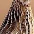 Raat Ki Liye Batair Ki Awaz Special Recording For Night Batair Ki Awaz Raat Ki Liye Quail