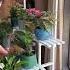 Flowers Bloom And Wither So What Does It Matter Tenderness At The Moment Is Enough Love Life