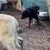Kangal Vs Rottweiler Kangal Vs Rottweiler Dog