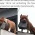 Dog Starts Throwing Bricks At People
