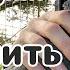 10 шагов для приручения попугая