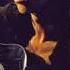 NICK CAVE THE BAD SEEDS BLACK BETTY