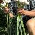 Spring Was Warm And Harvests Are Happening Sow Now For Succession And No Dig Means Quick Replanting