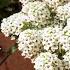 Sweet Alyssum The Companion Plant You Re Probably Not Growing