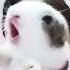 Baby Bunny Crying While Touching Suddenly Rabbit Screaming Video