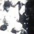 Arallu Arallu S Warriors Isr