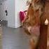 NVLT Multicolor Faux Fur Jacket