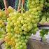 Виноград Коттон кенди Сладкая вата Grapes Cotton Candy 11 09 21