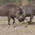 Wildlife Fights Wild Boar Vs Wild Boar Wildlife Animals Warthogs