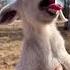 Why Do Goats Scream Like Humans