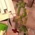Minecraft Steve And Alex Love Story Shorts