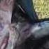 How To Cape And Quarter A Big Wild Boar Hog