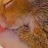 Baby Squirrel Was Abandoned Now He S King Of The House Cuddle Buddies