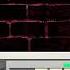 Little Orange UA Window Breakbeat 2023