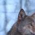 Sound Of Predators Part 2 Wolf Silent Geography Animals Like Lion Tiger Wolf