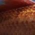 10 Strangest Sea Creatures EVER Caught 100 REAL