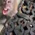 Zoo With Funny Monkey Monkey Gorilla Zoo Funnyvideo Funnymonkey Fail Hilarious