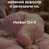 Евангелие от Матфея 13 4 9 в современном переводе библия Biblevision