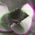 Logistics Lotus Flower Official Music Video