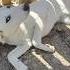 Blanche Cerca Casa Meravigliosa Cucciola Simil Labrador Shorts Labrador Sos Dog Adotta Perte