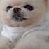 My Little Dog Beat The Odds And Came Back To Me RuPong Daily V LOG