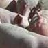 Pigs Three Different Ones Pink Floyd Wmv