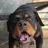 Mounter Angry Rottweiler Sound Alabai Dog Dogs