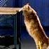 Cats Vs Gravity Science Of Stupid