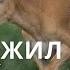 Чтобы жил сайгак Документальный фильм